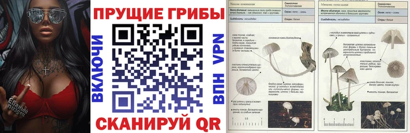 Галлюциногенные грибы Magic Shrooms  где купить наркоту  Камызяк 